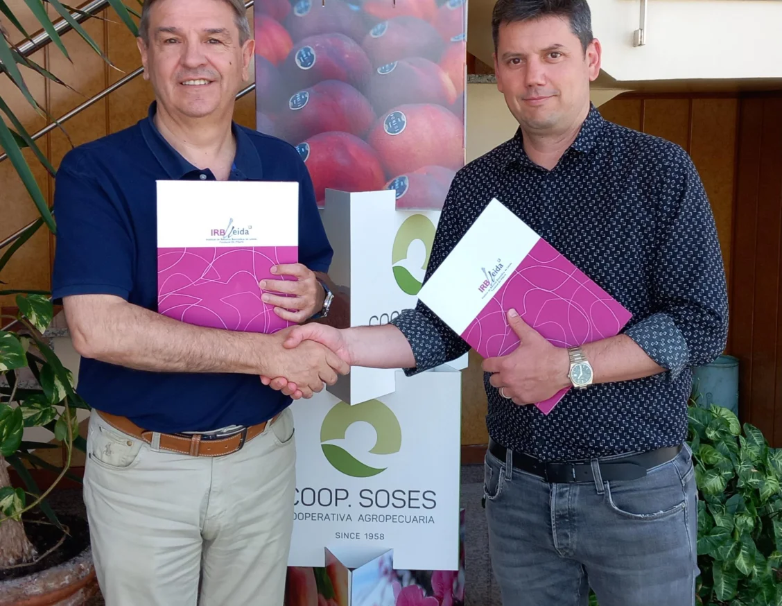 The Cooperativa Agropecuària de Soses renews its collaboration with IRBLleida