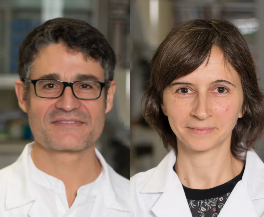 New key role of a protein in brain development discovered