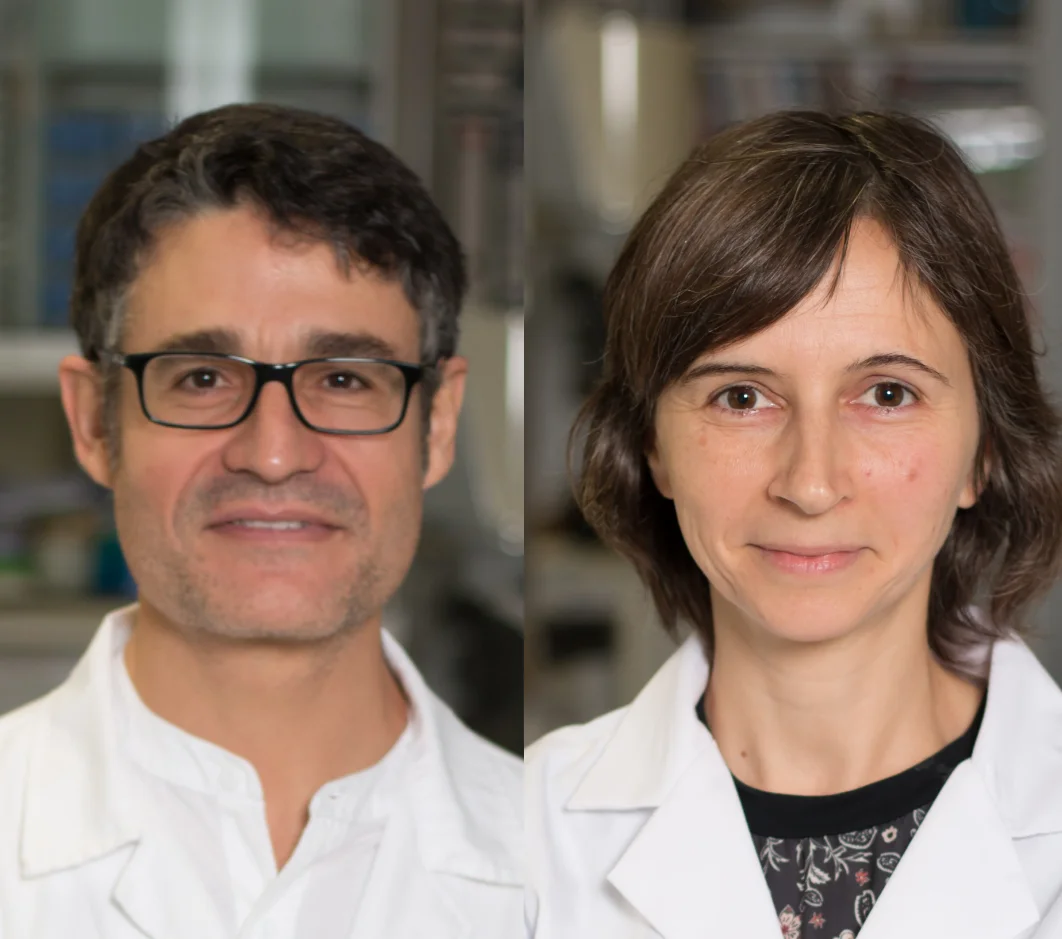 Descubren una nueva función clave de una proteína en el desarrollo del cerebro