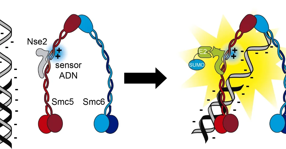 Identifican un nuevo mecanismo que señaliza lesiones en el ADN