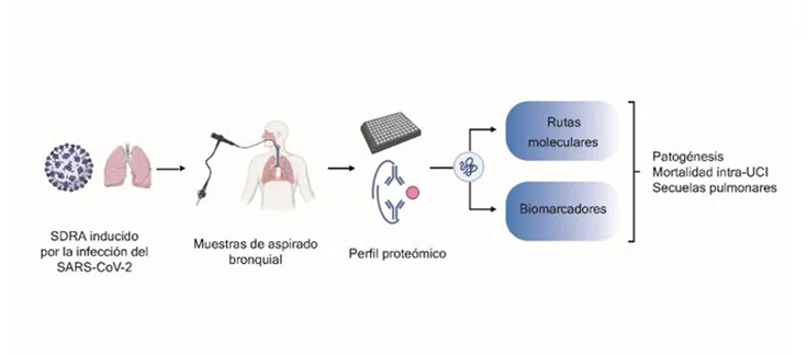 SARS-CoV-2 is shown to induce alterations in the proteomic profile of bronchial aspirate from critically ill patients