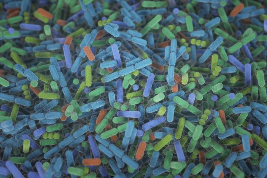 La cognició, relacionada amb la ferritina en sang i la microbiota 
