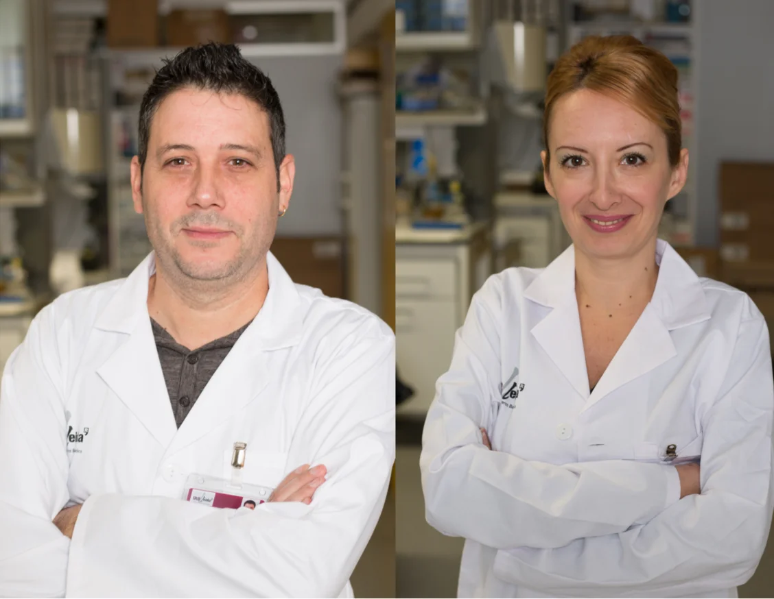 Un estudi lleidatà demostra l’efecte protector d’una proteïna per reduir la progressió de la fibrosi dels ronyons